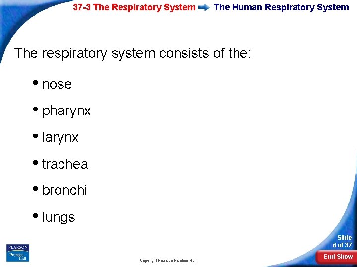 37 -3 The Respiratory System The Human Respiratory System The respiratory system consists of