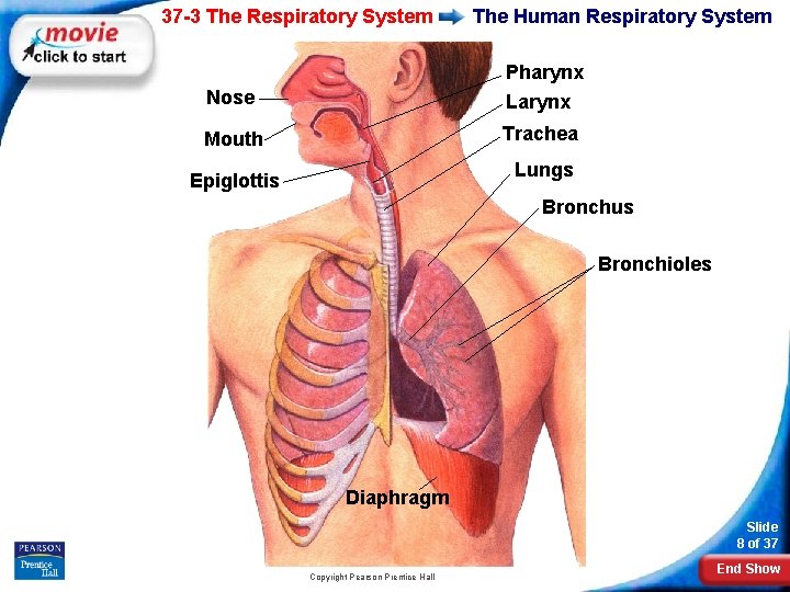 37 -3 The Respiratory System The Human Respiratory System Nose Pharynx Larynx Mouth Trachea