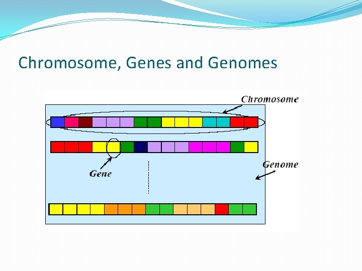 Chromosome, Genes and Genomes 