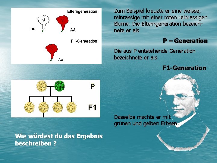 Zum Beispiel kreuzte er eine weisse, reinrassige mit einer roten reinrassigen Blume. Die Elterngeneration