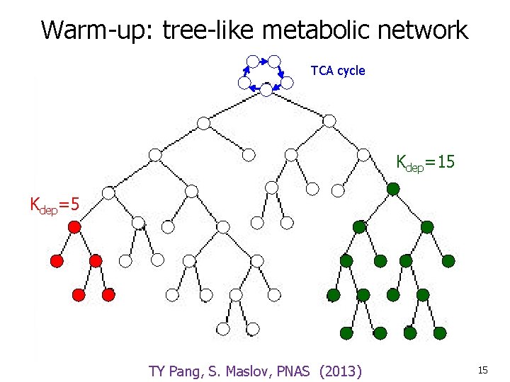 Warm-up: tree-like metabolic network TCA cycle Kdep=15 Kdep=5 TY Pang, S. Maslov, PNAS (2013)