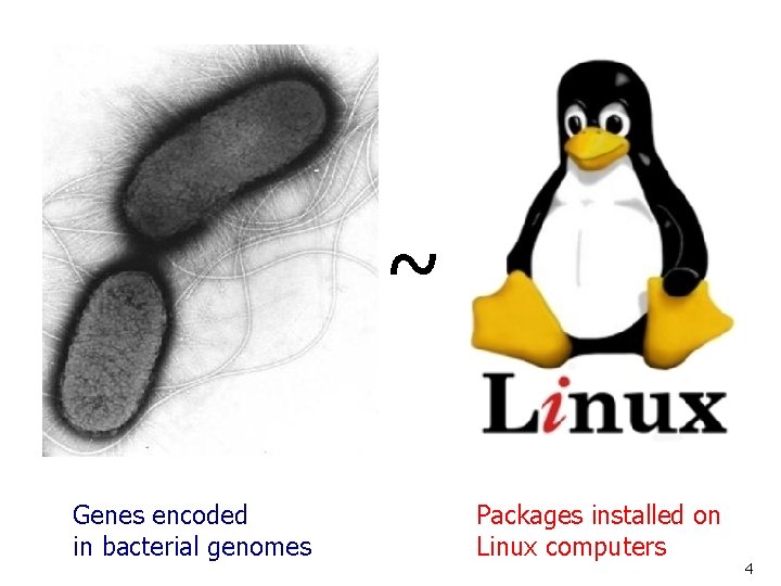 ~ Genes encoded in bacterial genomes Packages installed on Linux computers 4 