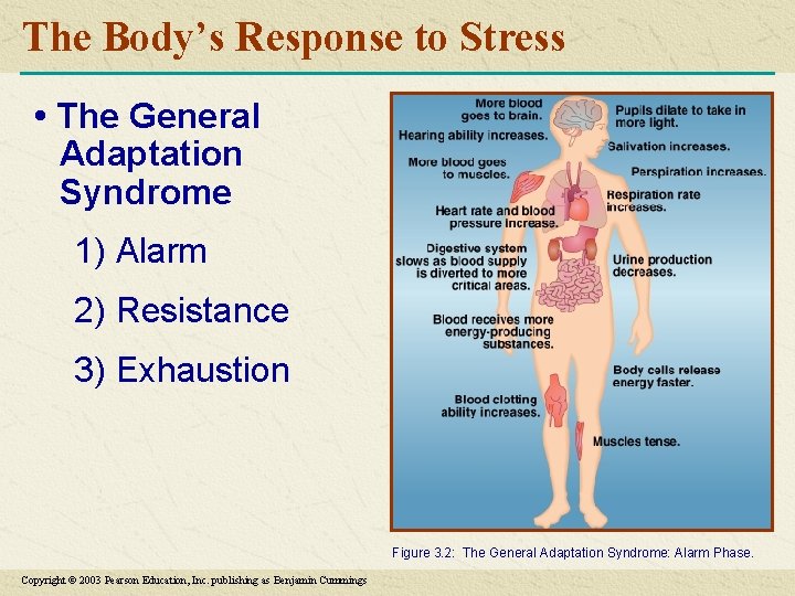 The Body’s Response to Stress • The General Adaptation Syndrome 1) Alarm 2) Resistance