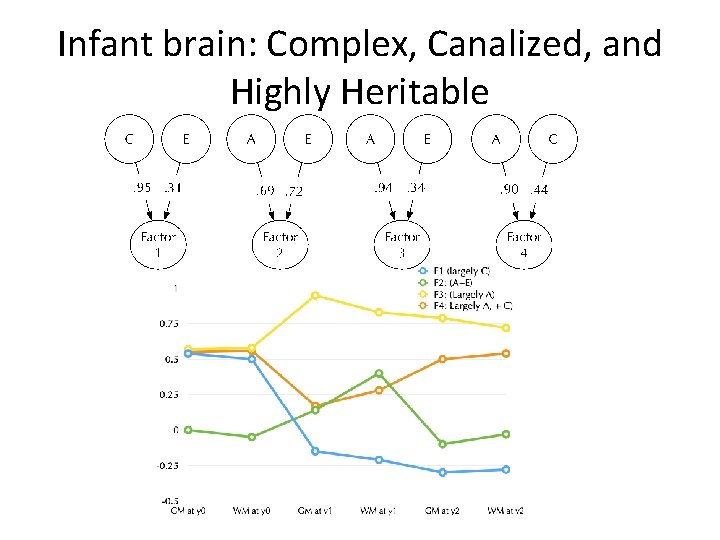 Infant brain: Complex, Canalized, and Highly Heritable 