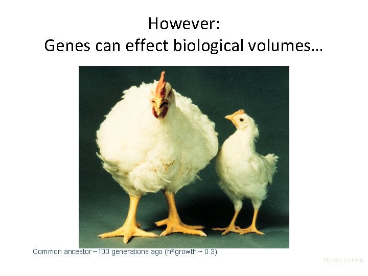 However: Genes can effect biological volumes… Common ancestor ~100 generations ago (h 2 growth