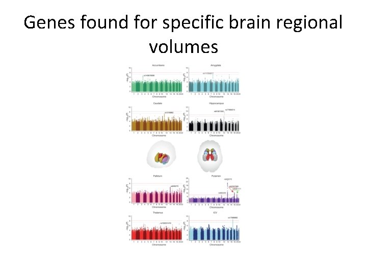 Genes found for specific brain regional volumes 