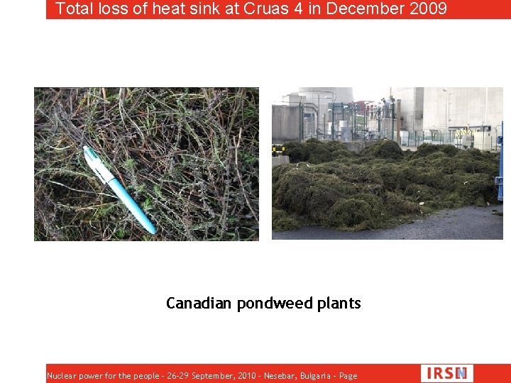 Total loss of heat sink at Cruas 4 in December 2009 Canadian pondweed plants