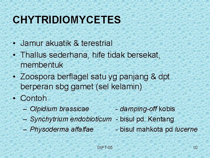 CHYTRIDIOMYCETES • Jamur akuatik & terestrial • Thallus sederhana, hife tidak bersekat, membentuk •