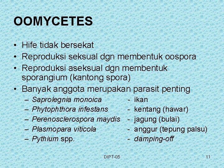 OOMYCETES • Hife tidak bersekat • Reproduksi seksual dgn membentuk oospora • Reproduksi aseksual