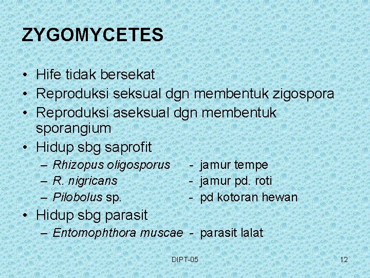 ZYGOMYCETES • Hife tidak bersekat • Reproduksi seksual dgn membentuk zigospora • Reproduksi aseksual