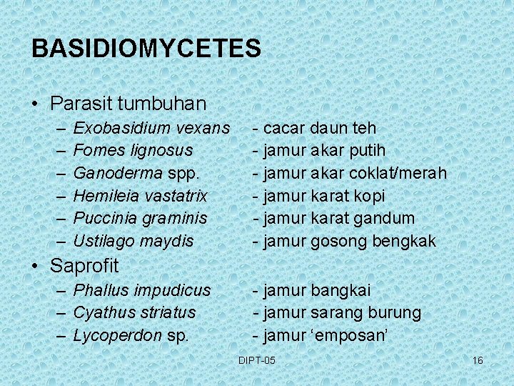 BASIDIOMYCETES • Parasit tumbuhan – – – Exobasidium vexans Fomes lignosus Ganoderma spp. Hemileia