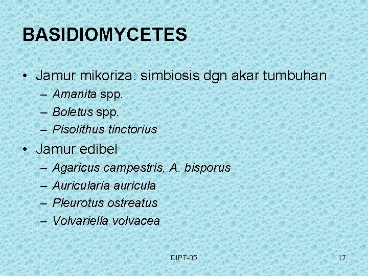 BASIDIOMYCETES • Jamur mikoriza: simbiosis dgn akar tumbuhan – Amanita spp. – Boletus spp.