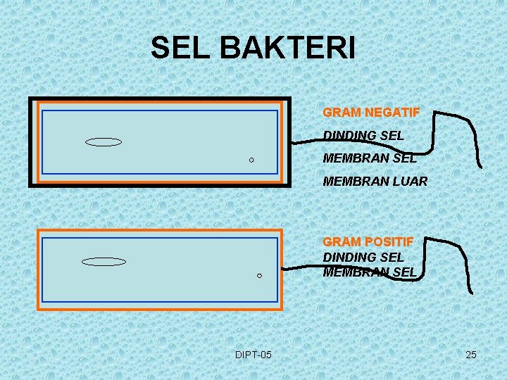 SEL BAKTERI GRAM NEGATIF DINDING SEL MEMBRAN LUAR GRAM POSITIF DINDING SEL MEMBRAN SEL