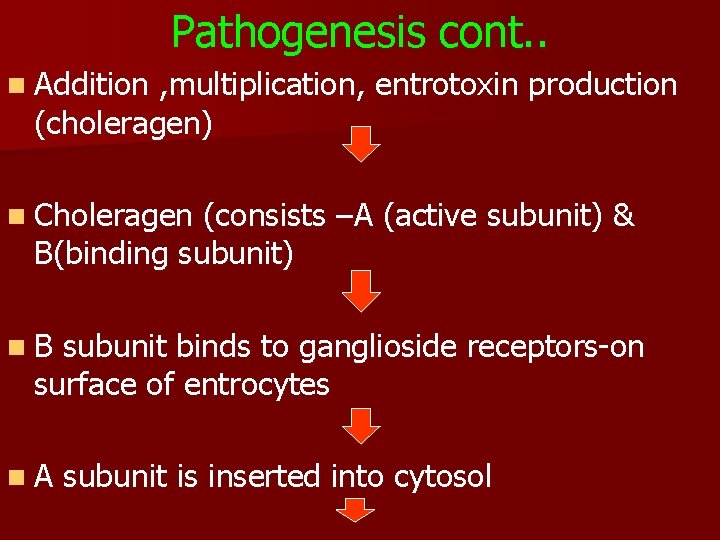 Pathogenesis cont. . n Addition , multiplication, entrotoxin production (choleragen) n Choleragen (consists –A