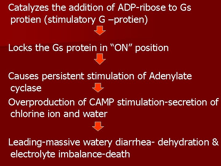 Catalyzes the addition of ADP-ribose to Gs protien (stimulatory G –protien) Locks the Gs