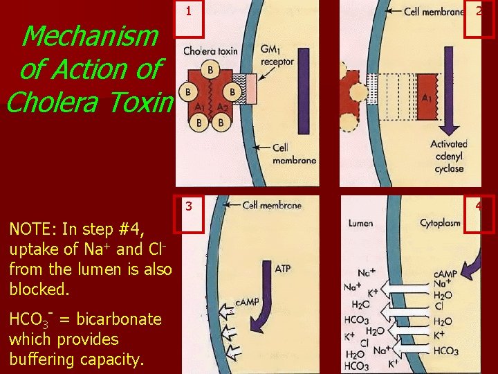 Mechanism of Action of Cholera Toxin NOTE: In step #4, uptake of Na+ and