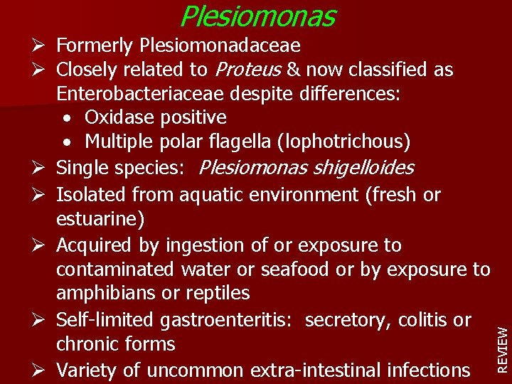 Ø Formerly Plesiomonadaceae Ø Closely related to Proteus & now classified as Enterobacteriaceae despite