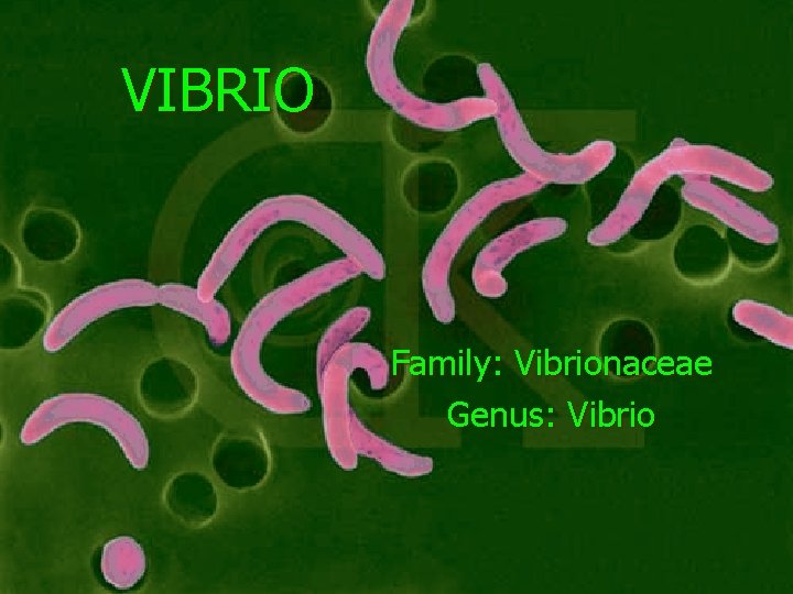 VIBRIO Family: Vibrionaceae Genus: Vibrio 