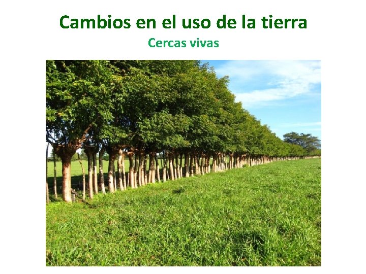 Cambios en el uso de la tierra Cercas vivas 