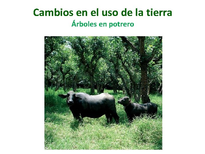 Cambios en el uso de la tierra Árboles en potrero 