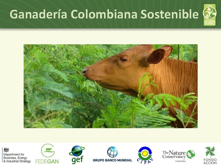 Ganadería Colombiana Sostenible 
