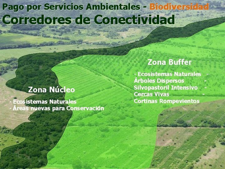 Pago por Servicios Ambientales - Biodiversidad Corredores de Conectividad Zona Buffer Zona Núcleo -