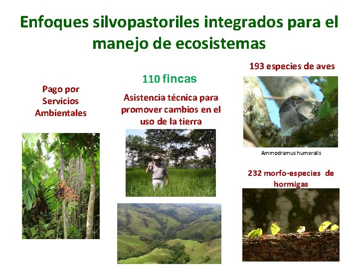 Enfoques silvopastoriles integrados para el manejo de ecosistemas Pago por Servicios Ambientales 110 fincas