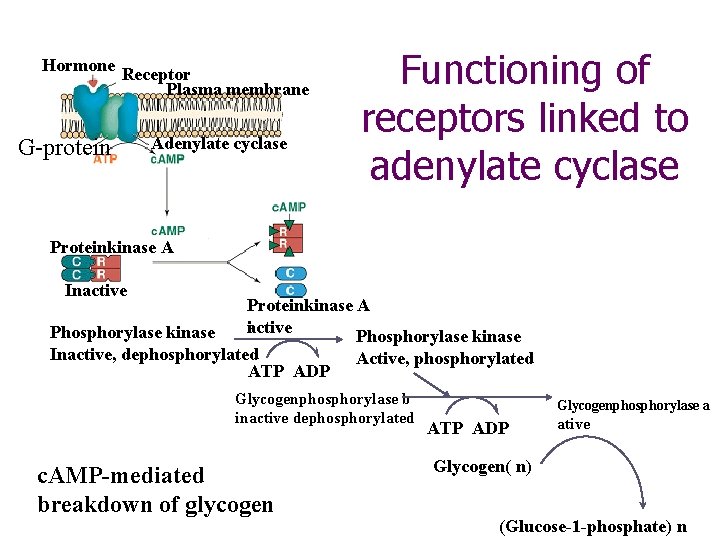 Hormone Receptor Plasma membrane -baltymas G-protein Adenilatciklazė Adenylate cyclase Functioning of receptors linked to