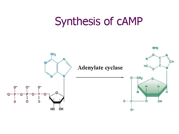 Synthesis of c. AMP Adenylate cyclase 