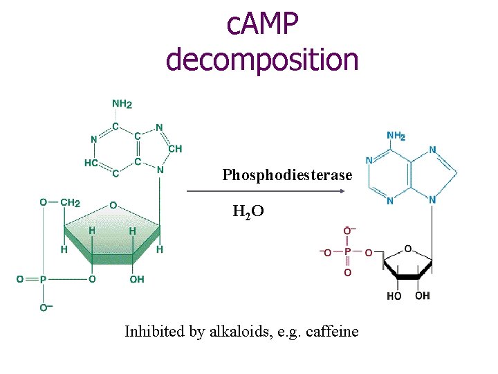c. AMP decomposition Phosphodiesterase H 2 O Inhibited by alkaloids, e. g. caffeine 