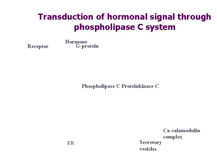Transduction of hormonal signal through phospholipase C system Receptor Hormone G-protein Phospholipase C Proteinkinase