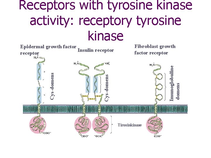 Receptors with tyrosine kinase activity: receptory tyrosine kinase Imunoglobuline domens Fibroblast growth factor receptor