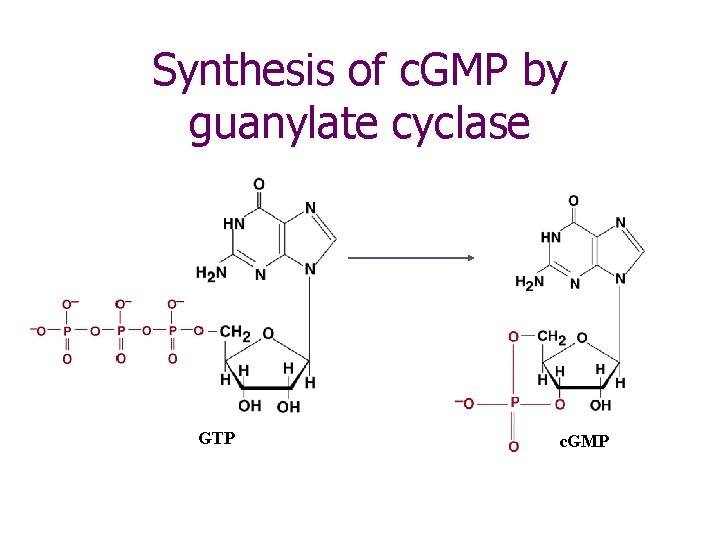 Synthesis of c. GMP by guanylate cyclase GTP c. GMP 