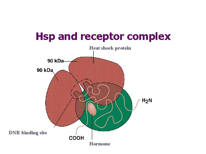 Hsp and receptor complex Heat shock protein DNR binding site Hormone 