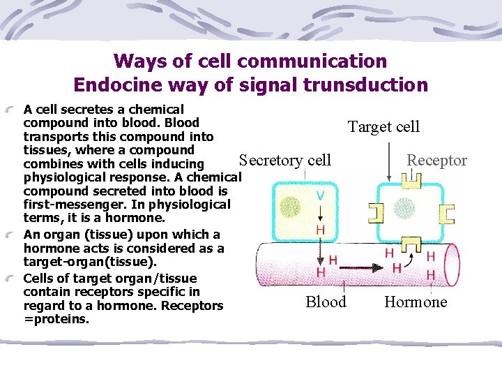 Ways of cell communication Endocine way of signal trunsduction A cell secretes a chemical