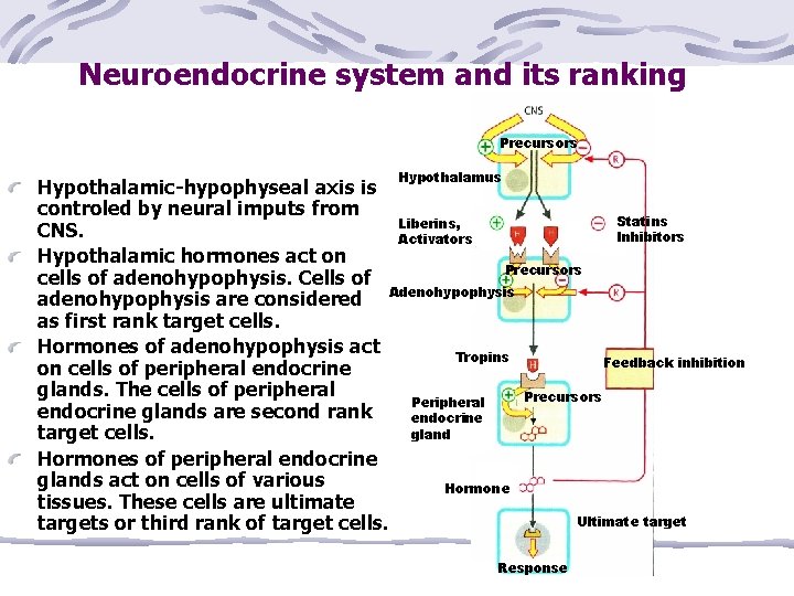 Neuroendocrine system and its ranking Precursors Hypothalamus Hypothalamic-hypophyseal axis is controled by neural imputs