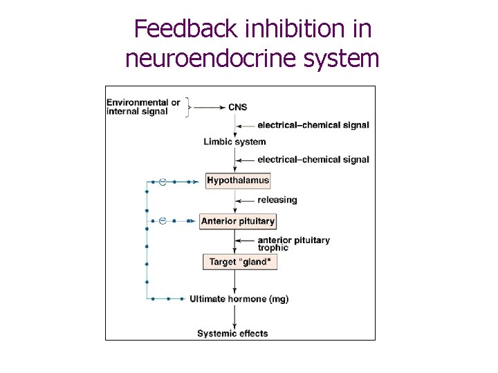 Feedback inhibition in neuroendocrine system 