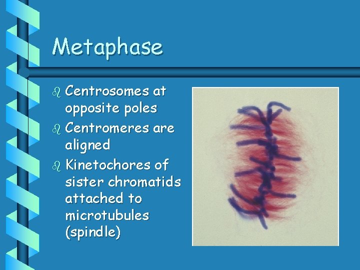 Metaphase b Centrosomes at opposite poles b Centromeres are aligned b Kinetochores of sister