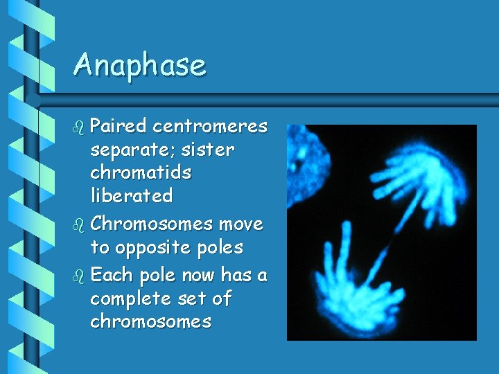 Anaphase b Paired centromeres separate; sister chromatids liberated b Chromosomes move to opposite poles