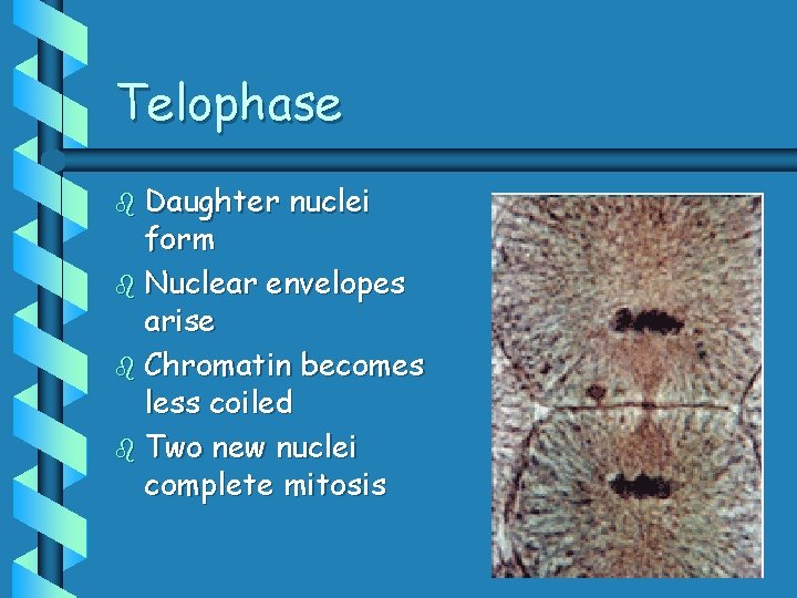 Telophase b Daughter nuclei form b Nuclear envelopes arise b Chromatin becomes less coiled