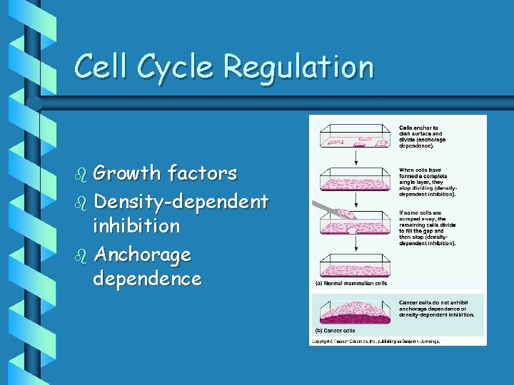 Cell Cycle Regulation b Growth factors b Density-dependent inhibition b Anchorage dependence 