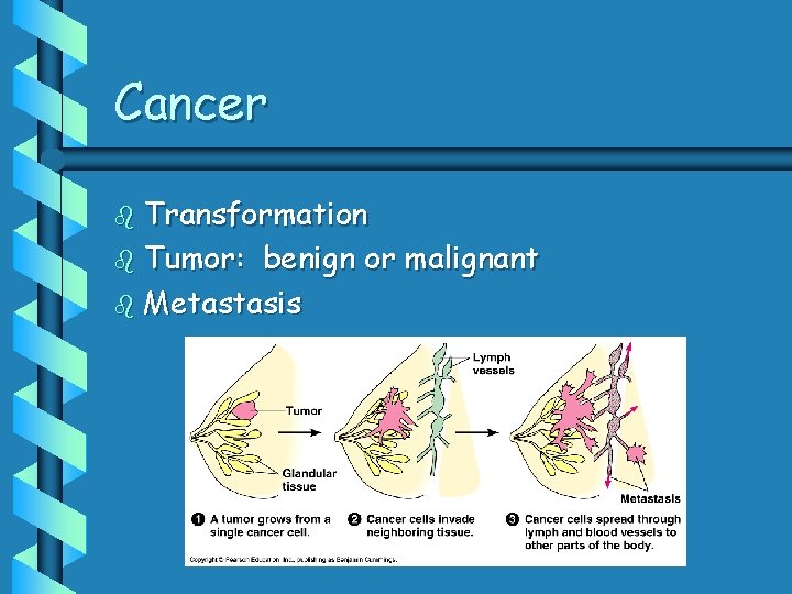 Cancer b Transformation b Tumor: benign or malignant b Metastasis 