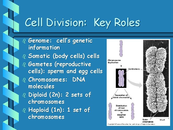 Cell Division: Key Roles b b b Genome: cell’s genetic information Somatic (body cells)