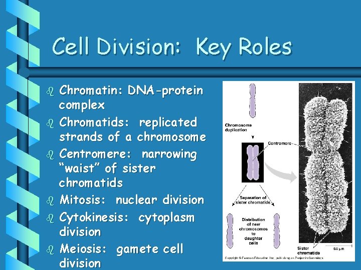 Cell Division: Key Roles b b b Chromatin: DNA-protein complex Chromatids: replicated strands of