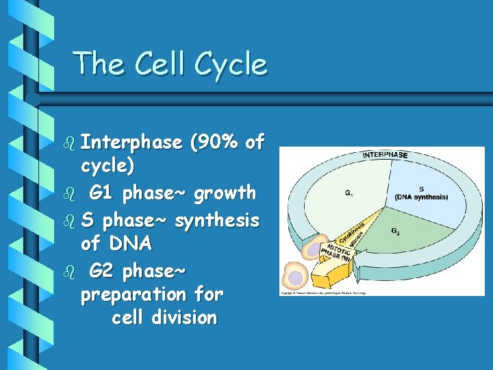 The Cell Cycle b Interphase (90% of cycle) b G 1 phase~ growth b
