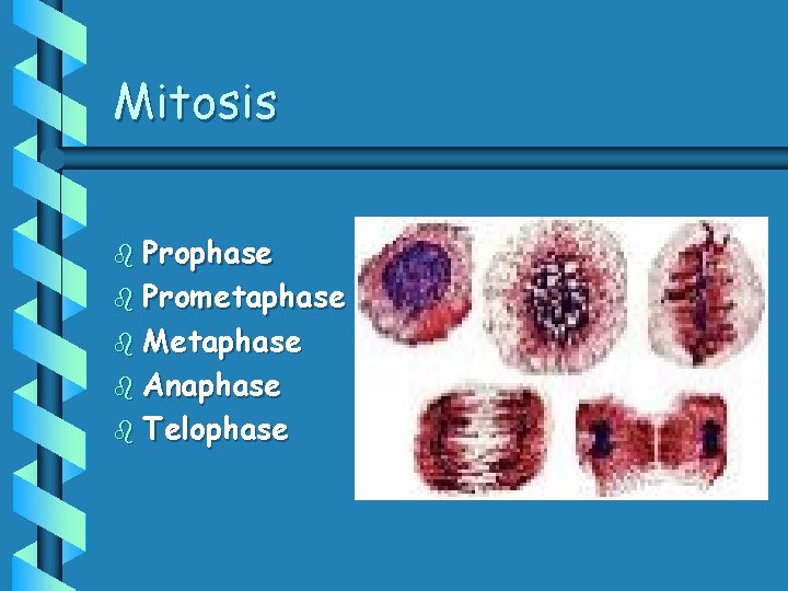 Mitosis b Prophase b Prometaphase b Metaphase b Anaphase b Telophase 