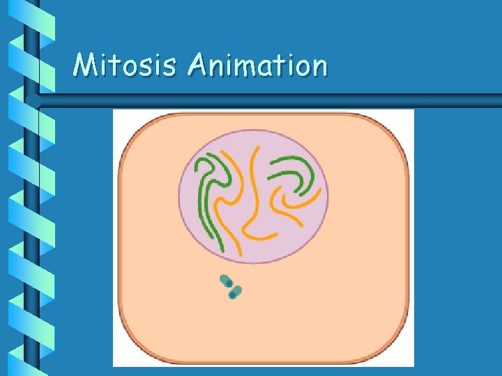 Mitosis Animation 