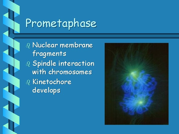 Prometaphase b Nuclear membrane fragments b Spindle interaction with chromosomes b Kinetochore develops 