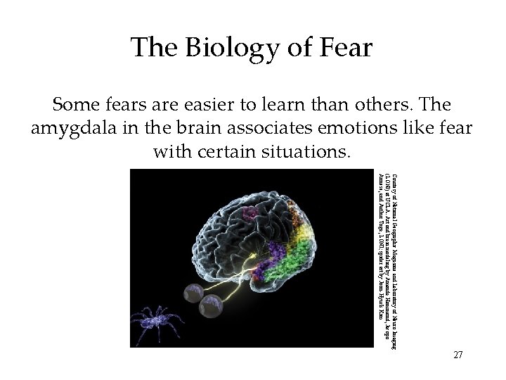 The Biology of Fear Some fears are easier to learn than others. The amygdala