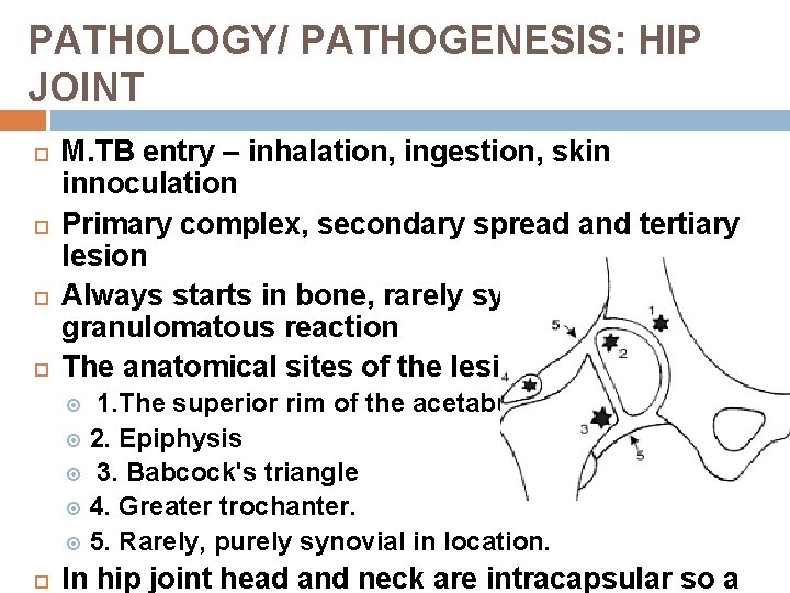 PATHOLOGY/ PATHOGENESIS: HIP JOINT M. TB entry – inhalation, ingestion, skin innoculation Primary complex,